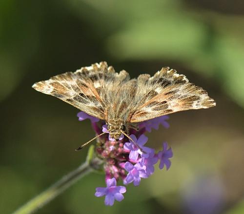 Réf. 238 833 : Carcharodus alceae